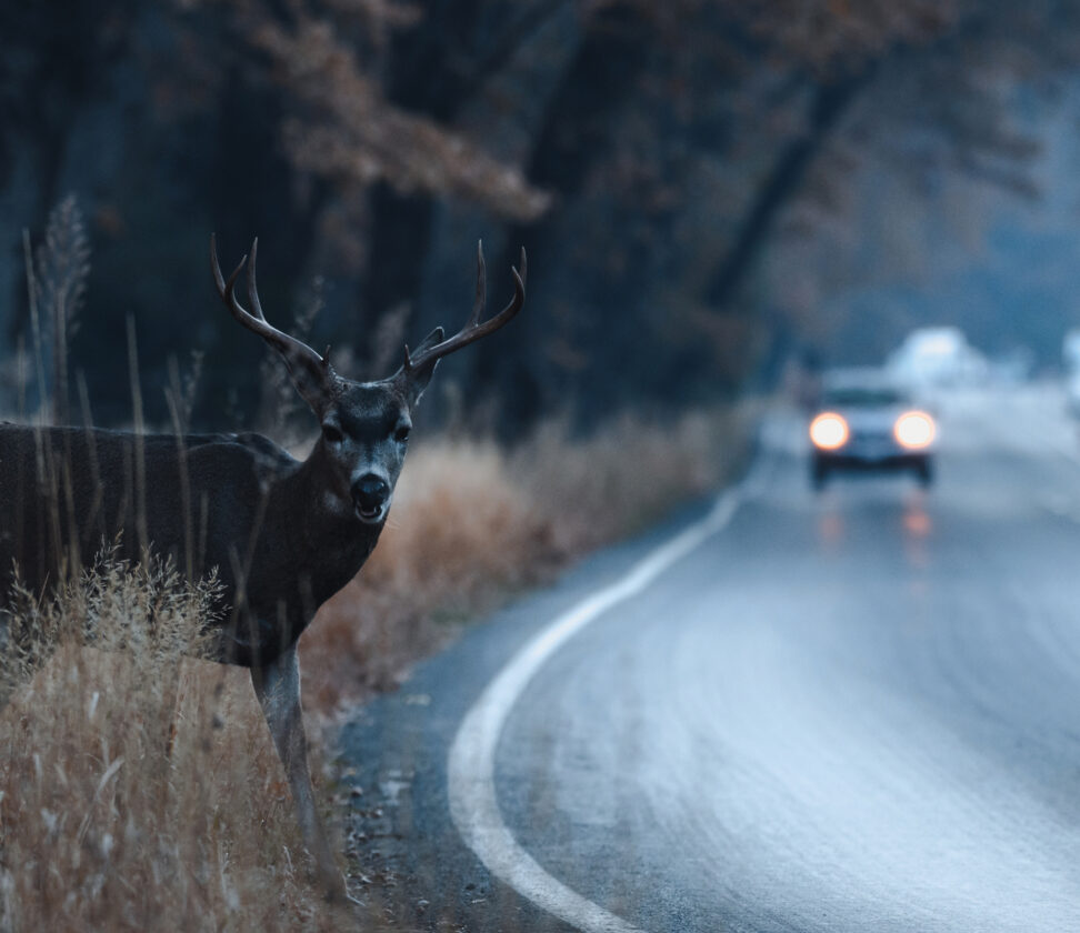Critters and Cars Avoid Deer Accidents, Moose Accidents, and More Grit